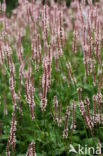 Duizendknoop (Polygonum affine)