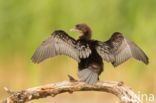 Pygmy Cormorant (Phalacrocorax pygmeus)