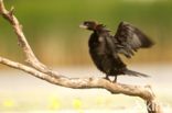 Pygmy Cormorant (Phalacrocorax pygmeus)