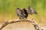 Pygmy Cormorant (Phalacrocorax pygmeus)
