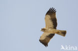 Booted Eagle (Hieraaetus pennatus)