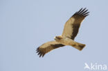 Booted Eagle (Hieraaetus pennatus)