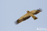 Booted Eagle (Hieraaetus pennatus)