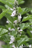 Echte heemst (Althaea officinalis)