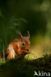 Red Squirrel (Sciurus vulgaris)