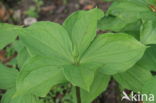 Eenbes (Paris quadrifolia)