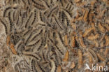 Oak processionary  moth (Thaumetopoea processionea)