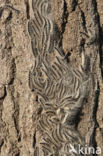 Eikenprocessierups (Thaumetopoea processionea)