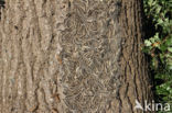 Oak processionary  moth (Thaumetopoea processionea)