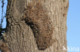 Oak processionary  moth (Thaumetopoea processionea)