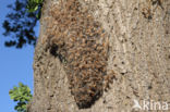 Oak processionary  moth (Thaumetopoea processionea)