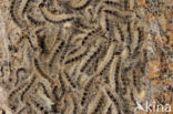 Oak processionary  moth (Thaumetopoea processionea)