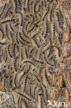 Oak processionary  moth (Thaumetopoea processionea)