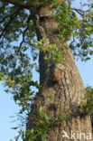 Oak processionary  moth (Thaumetopoea processionea)