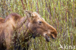 Elk (Alces alces)
