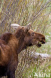 Elk (Alces alces)