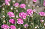 Engels gras (Armeria maritima)