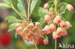 Enkianthus campanulatus