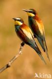 European Bee-eater (Merops apiaster)