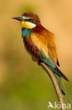 European Bee-eater (Merops apiaster)