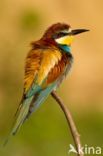 European Bee-eater (Merops apiaster)