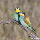 European Bee-eater (Merops apiaster)