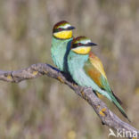 European Bee-eater (Merops apiaster)