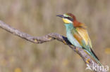 European Bee-eater (Merops apiaster)