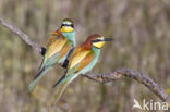 European Bee-eater (Merops apiaster)