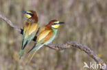 European Bee-eater (Merops apiaster)