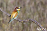 European Bee-eater (Merops apiaster)