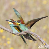 European Bee-eater (Merops apiaster)