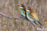 Europese Bijeneter (Merops apiaster)