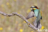 European Bee-eater (Merops apiaster)