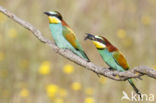 European Bee-eater (Merops apiaster)