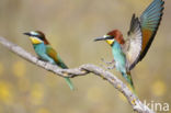 Europese Bijeneter (Merops apiaster)