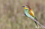 European Bee-eater (Merops apiaster)