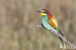 European Bee-eater (Merops apiaster)