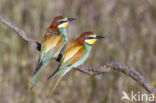 European Bee-eater (Merops apiaster)