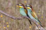 European Bee-eater (Merops apiaster)