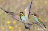 European Bee-eater (Merops apiaster)