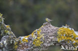 European Serin (Serinus serinus)