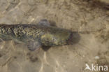 Wels catfish