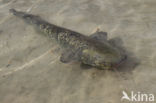 Wels catfish