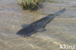 Wels catfish