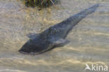 Wels catfish