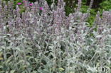 Ezelsoor (Stachys byzantina)