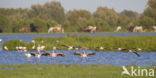 Flamingo (Phoenicopterus ruber)