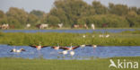 Flamingo (Phoenicopterus ruber)