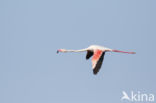 Flamingo (Phoenicopterus ruber)